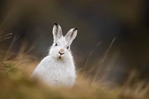 Moors Prints: Mountain hare (Lepus timidus) in winter coat
