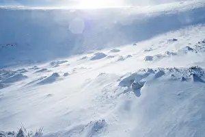 Snowhole Prints: Mountain hare (Lepus timidus) in winter coat