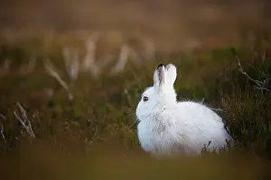 Moors Prints: Mountain hare (Lepus timidus) in winter coat