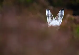 Moors Prints: Mountain hare (Lepus timidus) in winter coat
