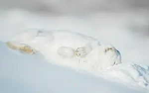 Drying Prints: Mountain hare (Lepus timidus) in winter coat