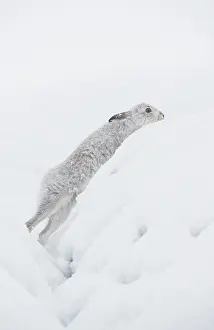 Exertion Prints: Mountain hare (Lepus timidus) in winter coat