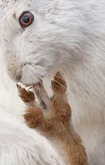 Grooming Prints: Mountain hare (Lepus timidus) in winter coat