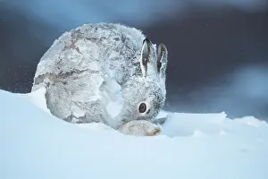 Grooming Prints: Mountain hare (Lepus timidus) in winter coat