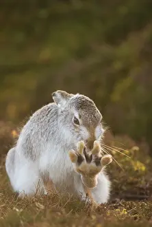 Grooming Prints: Mountain hare (Lepus timidus) in winter coat