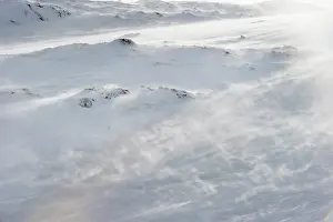 Snowhole Prints: Mountain hare (Lepus timidus) in winter coat