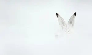 Animal Ears Prints: Mountain hare (Lepus timidus) in winter coat