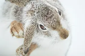 Grooming Prints: Mountain hare (Lepus timidus) in winter coat