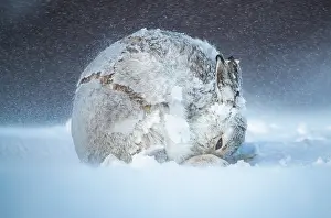 Grooming Prints: Mountain hare (Lepus timidus) in winter coat
