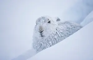 Snowhole Prints: Mountain hare (Lepus timidus) in winter coat