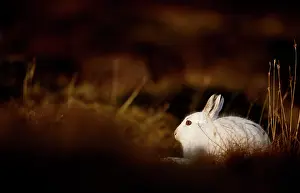 Moors Prints: Mountain hare (Lepus timidus) in winter coat