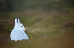 Moors Prints: Mountain hare (Lepus timidus) in winter coat