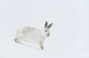 Mountain hare (Lepus timidus) in winter coat, standing on ice field, Cairngorms National Park, Scotland, UK. March