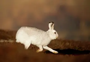 Moors Prints: Mountain hare (Lepus timidus) in winter coat