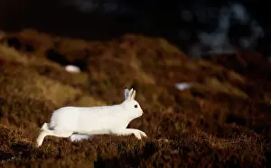 Moors Prints: Mountain hare (Lepus timidus) in winter coat