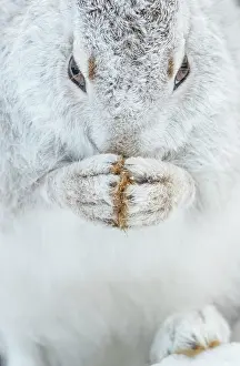 Grooming Prints: Mountain hare (Lepus timidus) in winter coat