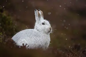 Moors Prints: Mountain hare (Lepus timidus) in winter coat