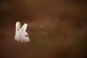 Moors Prints: Mountain hare (Lepus timidus) in winter coat
