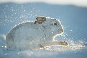 Digging Prints: Mountain hare (Lepus timidus) in winter coat