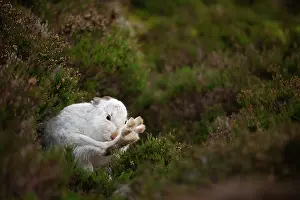 Grooming Prints: Mountain hare (Lepus timidus) in winter coat