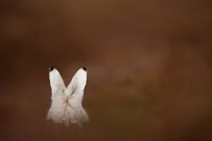 Moors Prints: Mountain hare (Lepus timidus) in winter coat