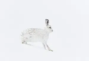 Mountain hare (Lepus timidus) in winter coat, encrusted in snow and ice, standing on ice field in mountains, Cairngorms National Park, Scotland, UK. March