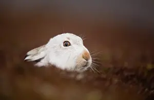 Moors Prints: Mountain hare (Lepus timidus) in winter coat