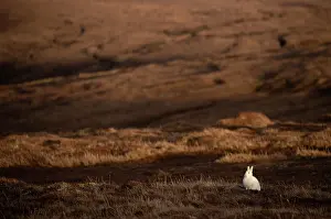 Moors Prints: Mountain hare (Lepus timidus) in winter coat