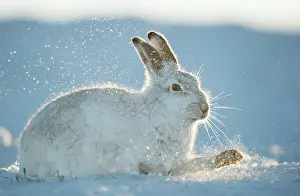 Digging Prints: Mountain hare (Lepus timidus) in winter coat