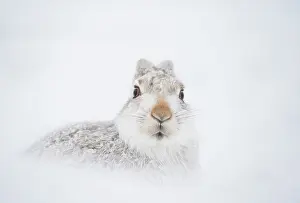 Snowhole Prints: Mountain hare (Lepus timidus) in winter coat