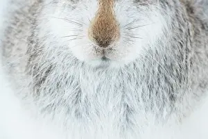 Animal Hair Prints: Mountain hare (Lepus timidus) in winter coat