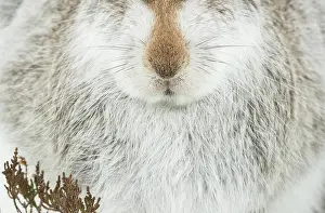 Animal Hair Prints: Mountain hare (Lepus timidus) in winter coat