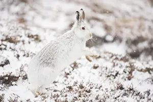 Winter Coat Prints: Mountain hare (Lepus timidus) in winter coat