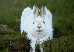 Winter Coat Prints: Mountain hare (Lepus timidus) in winter coat