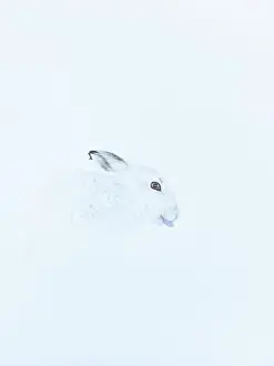Winter Coat Prints: Mountain hare (Lepus timidus) in winter coat