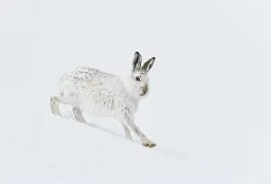 Winter Coat Prints: Mountain hare (Lepus timidus) in winter coat