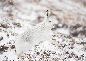 Winter Coat Prints: Mountain hare (Lepus timidus) in winter coat
