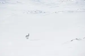Winter Coat Prints: Mountain hare (Lepus timidus) in winter coat