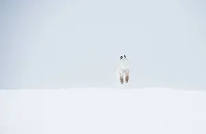 Winter Coat Prints: Mountain hare (Lepus timidus) in winter coat