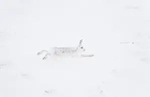 Winter Coat Prints: Mountain hare (Lepus timidus) in winter coat
