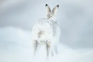 Winter Coat Prints: Mountain hare (Lepus timidus) in winter coat