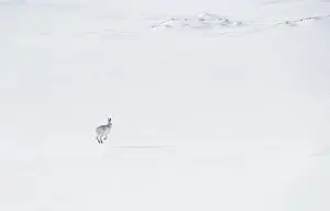 Winter Coat Prints: Mountain hare (Lepus timidus) in winter coat