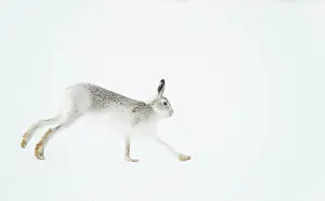 Winter Coat Prints: Mountain hare (Lepus timidus) in winter coat