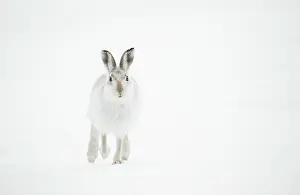 Winter Coat Prints: Mountain hare (Lepus timidus) in winter coat