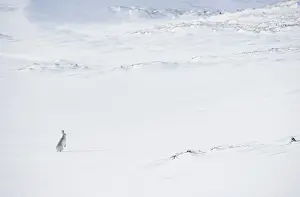 Winter Coat Prints: Mountain hare (Lepus timidus) in winter coat