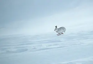 Winter Coat Prints: Mountain hare (Lepus timidus) in winter coat