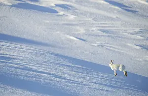Winter Coat Prints: Mountain hare (Lepus timidus) in winter coat