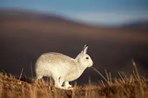 Winter Coat Prints: Mountain hare (Lepus timidus) in winter coat