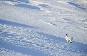 Winter Coat Prints: Mountain hare (Lepus timidus) in winter coat