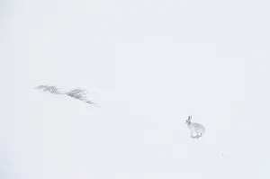 Winter Coat Prints: Mountain hare (Lepus timidus) in winter coat